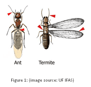ant and termite